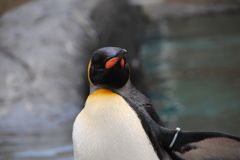 ペンギン