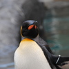 ペンギン