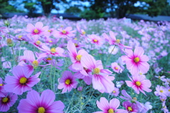 春の花