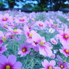春の花