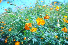 春の花