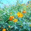 春の花