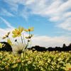 春　花　雲