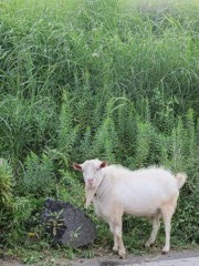 道端の山羊