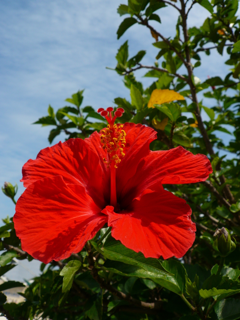 hibiscus