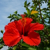 hibiscus