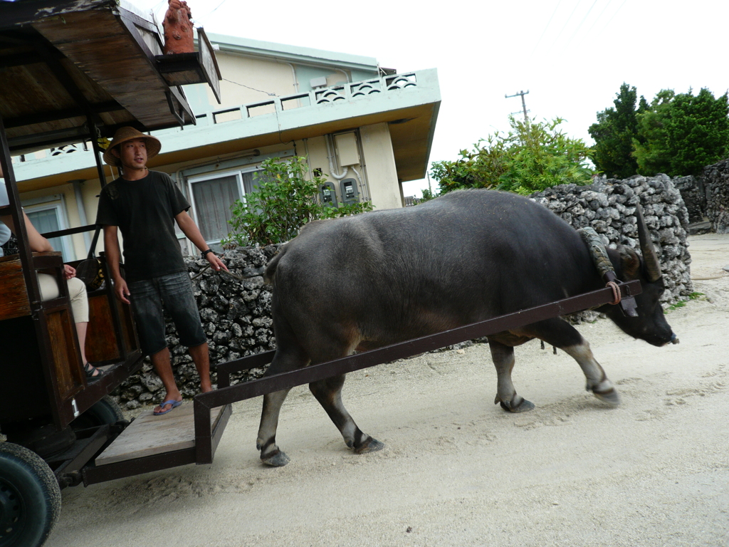 water buffalo