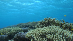 モリモリ珊瑚