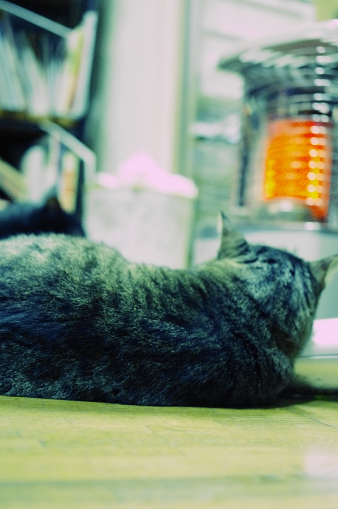 冬ねこ