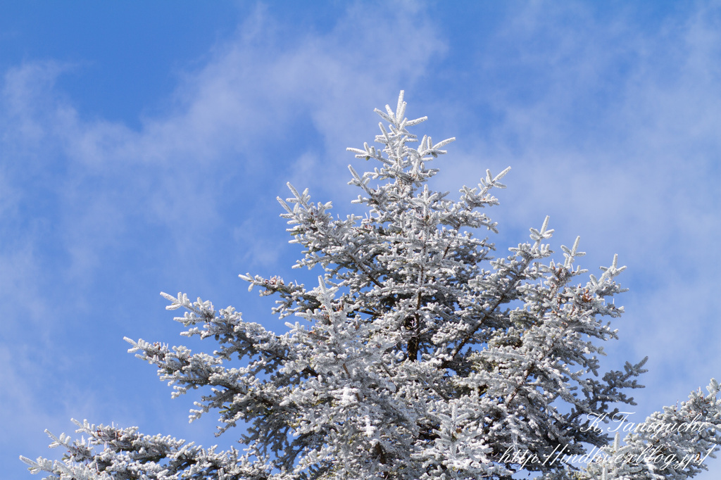 雪景色