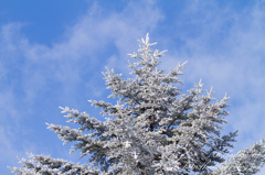 雪景色