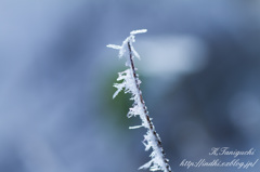 雪