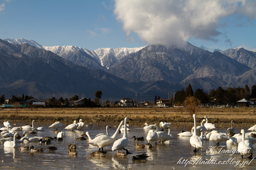 水田の白鳥と山