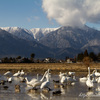 水田の白鳥と山