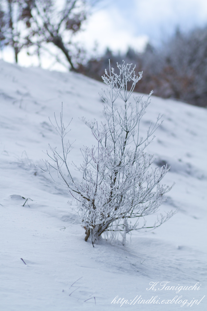 雪