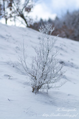 雪