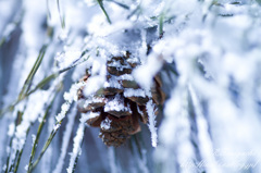 雪の中の松ぼっくり