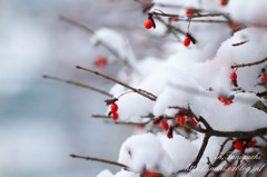 雪を乗せて