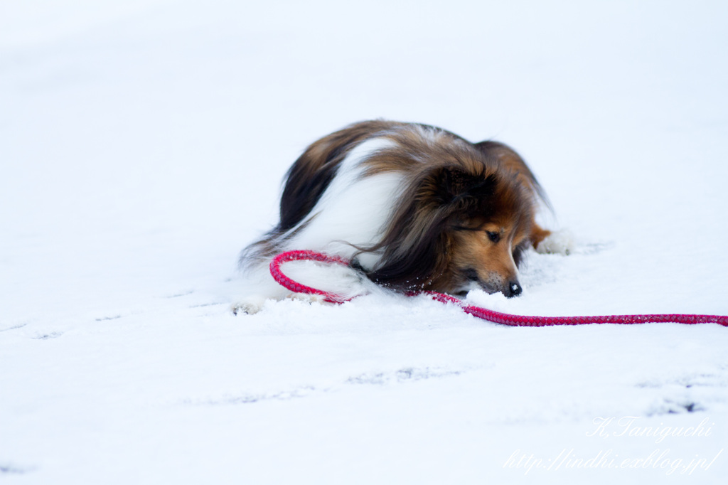 雪でも元気