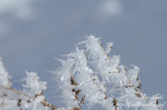 風の作った雪景色