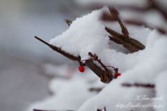 雪を乗せて