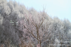 雪景色