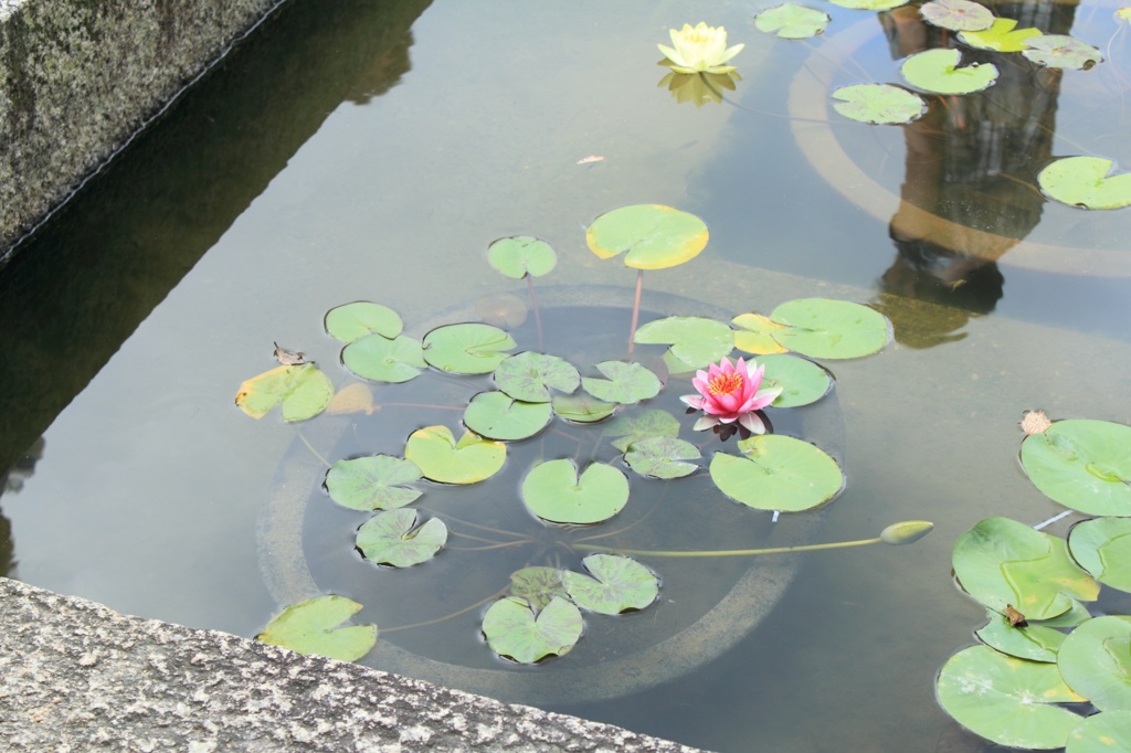 睡蓮