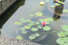 睡蓮
