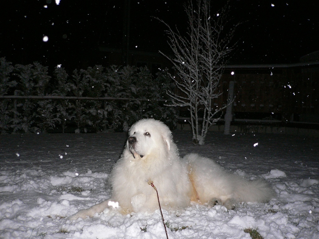 雪の日