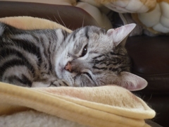 クリスマスってなに？ＺＺｚｚｚ・・