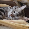 クリスマスってなに？ＺＺｚｚｚ・・