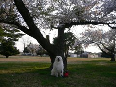 桜咲く
