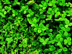 しあわせさがし