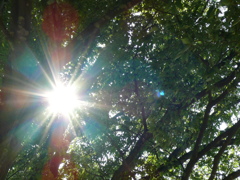 待ち遠しい眩しさ