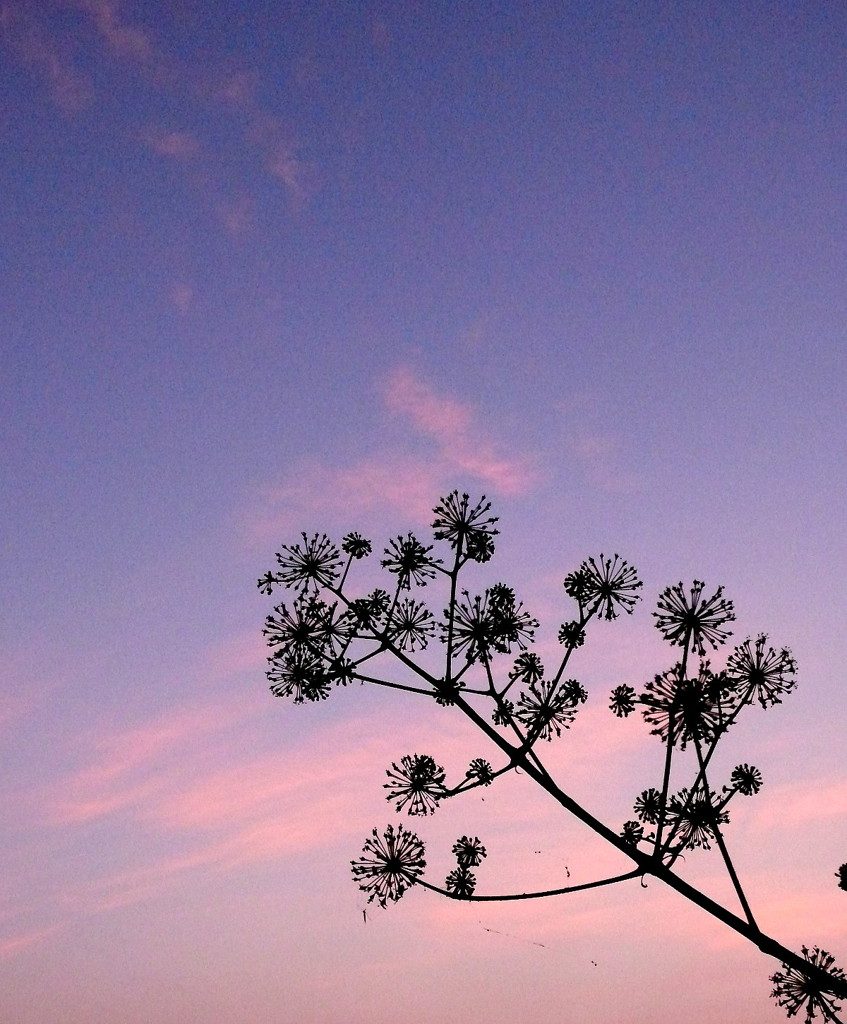 むらさきの季節１