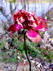 朽ち果てる美・・・