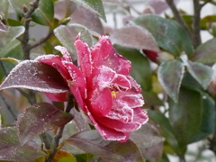 山茶花マイナス８℃