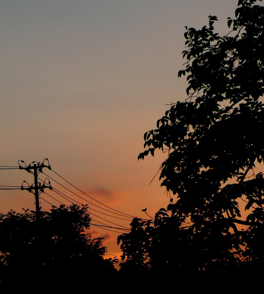 オレンジの季節