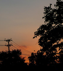 オレンジの季節