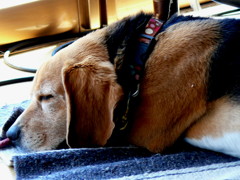 おだやか・・・