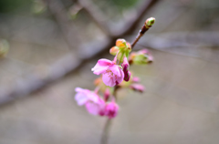 河津桜