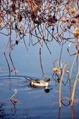 上野公園のアヒル