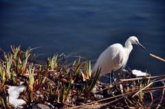 上野公園のシラサギ