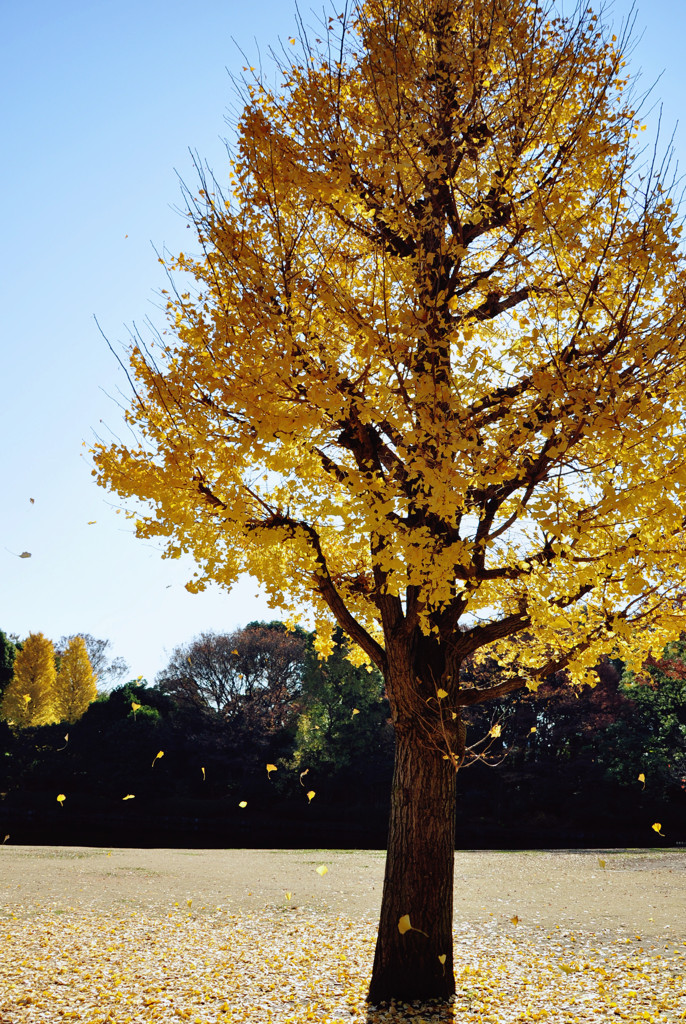北の丸公園の銀杏