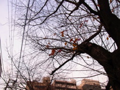 RIMG0592