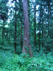 RIMG0433