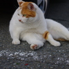 江の島にゃんこ　２