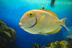 熱帯魚
