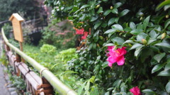 椿山荘のつばき