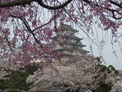 桜と姫路城